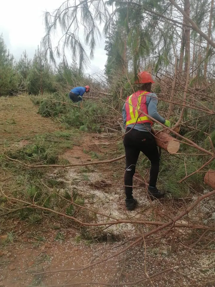 A worker in a hard hat and hi-vis vest carrying a cut pine log across a slope covered in felled branches.